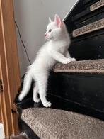 Prachtige Turkse Angora kittens – kampioenslijn!, Dieren en Toebehoren, Katten en Kittens | Raskatten | Langhaar, Ontwormd, 0 tot 2 jaar