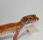 Luipaardgekko 1.0, Dieren en Toebehoren, Reptielen en Amfibieën, Hagedis, Tam, 3 tot 6 jaar