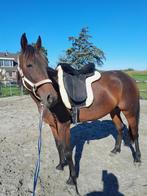 Lieve e-pony merrie, Dieren en Toebehoren, Pony's, Gechipt, Zadelmak, 3 tot 6 jaar, Recreatiepony