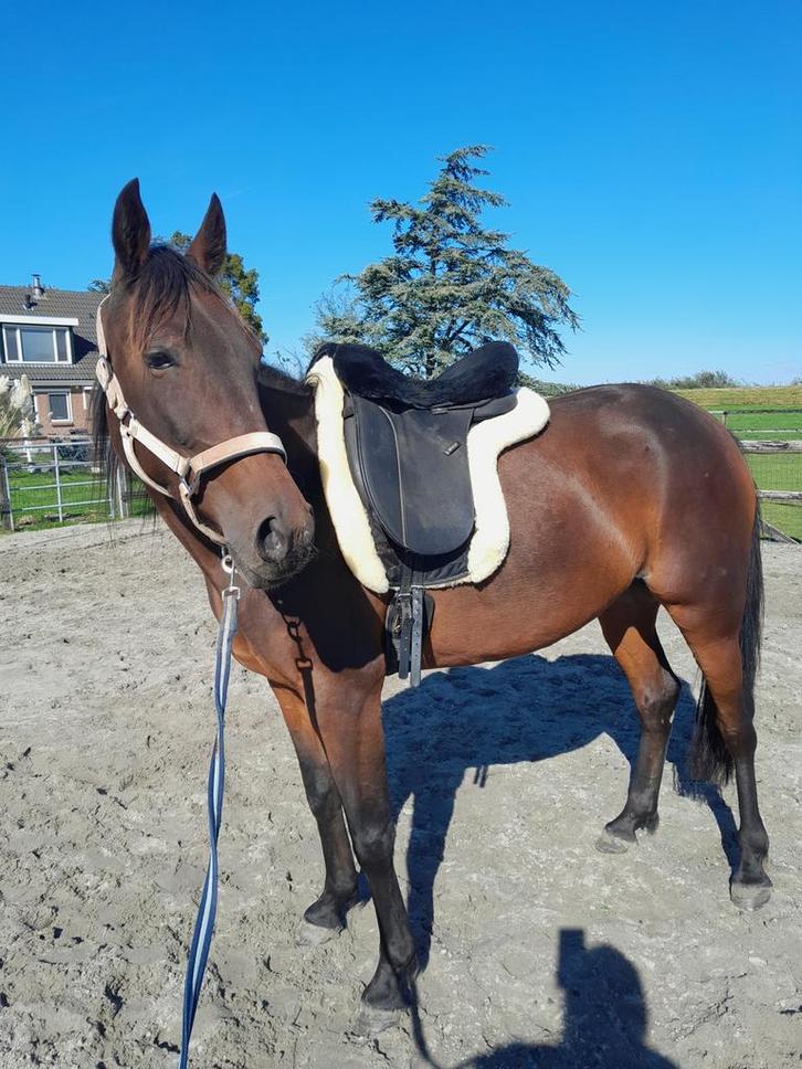 Lieve e-pony merrie, Dieren en Toebehoren, Pony's, Merrie, Zadelmak, E pony (1.48m - 1.57m), Recreatiepony, 3 tot 6 jaar, Met stamboom