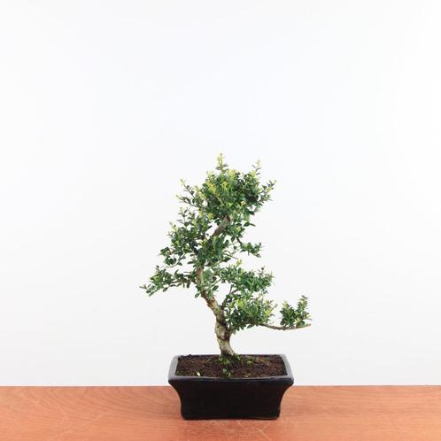 Bonsai Ilex Crenata 'Japanse hulst', Tuin en Terras, Planten | Bomen, Overige soorten, Minder dan 100 cm, Volledige schaduw, Winter