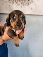 Dwerg  ruwhaar  teckels, Dieren en Toebehoren, Honden | Teckels en Dashonden, 8 tot 15 weken, Dwerg, Meerdere, Meerdere dieren