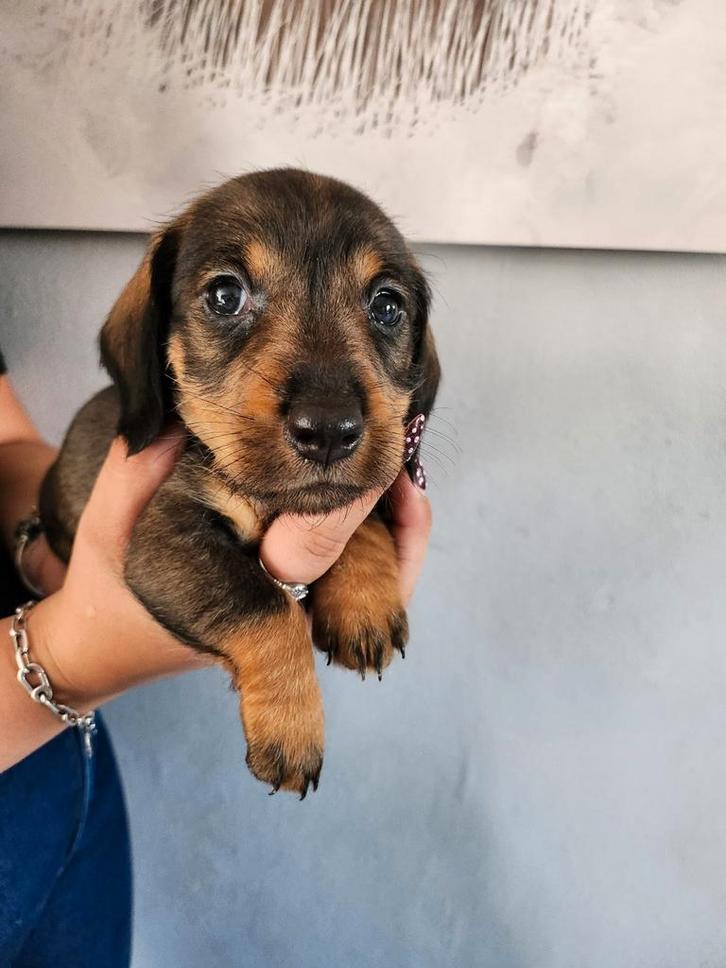 Dwerg  ruwhaar  alles verkocht !!, Dieren en Toebehoren, Honden | Teckels en Dashonden, Meerdere dieren, Ruwhaar, Dwerg, Particulier