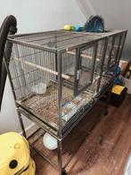 Vogelkooi met 1 forpus (muspapegaai), Dieren en Toebehoren, Vogels | Parkieten en Papegaaien, Mannelijk, Papegaai
