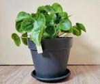 Lian Pilea, Overige soorten, Minder dan 100 cm, In pot, Ophalen