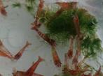 neocaridina garnalen, Dieren en Toebehoren, Vissen | Aquariumvissen, Kreeft, Krab of Garnaal