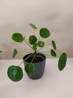 Leuke en makkelijke Pannenkoekplant (Pilea Peperomioides), Ophalen, Overige soorten, Halfschaduw, In pot