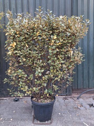 Elaeagnus 'Limelight' bonte olijfwilg kant en klaarhaag beschikbaar voor biedingen