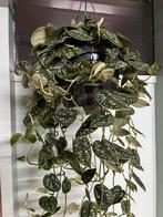 Scindapsus pictus ‘ Argyraeus’, Ophalen of Verzenden, Halfschaduw, Minder dan 100 cm