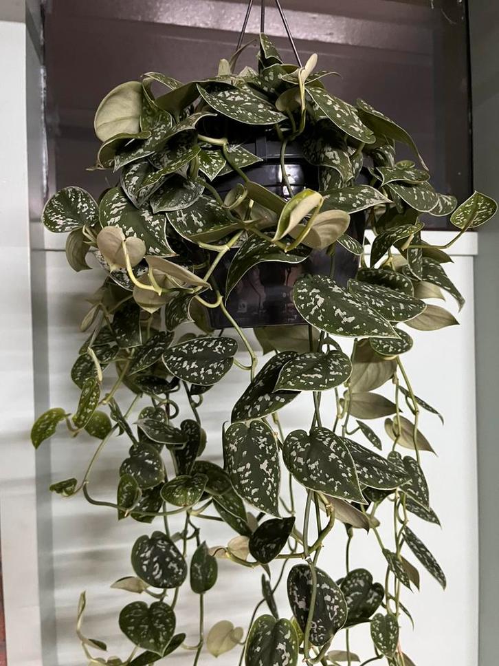 Scindapsus pictus ‘ Argyraeus’, Huis en Inrichting, Kamerplanten, Minder dan 100 cm, Halfschaduw, Ophalen of Verzenden