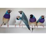 Blauwe gouldamadine gezocht., Dieren en Toebehoren, Meerdere dieren, Tropenvogel, Geringd