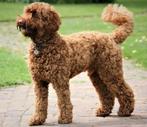 GEZOCHT: kindvriendelijke doodle!, Dieren en Toebehoren, Rabiës (hondsdolheid), Overige rassen, 1 tot 2 jaar, Geslacht onbekend