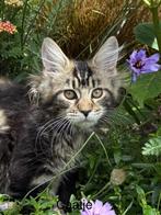 Prachtige XXL maine coon kittens met stamboom, Dieren en Toebehoren, Meerdere dieren