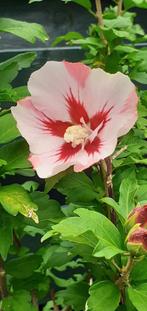 Stekjes Hibiscus roze, Tuin en Terras, Planten | Tuinplanten, Zomer, Overige soorten, Ophalen, Volle zon