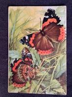 Vlinders, Ophalen of Verzenden, 1960 tot 1980, Gelopen, Wild dier