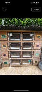 Gezocht leuke konijnenflat, Dieren en Toebehoren, Knaagdieren en Konijnen | Hokken en Kooien, 110 cm of meer, Ophalen of Verzenden