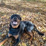 woedy, 15 weken tot 1 jaar, Reu, CDV (hondenziekte), Eén hond