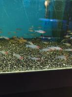 Roodkopzalm 3,00 pst desgewenst bezorgd aan huis, Dieren en Toebehoren, Vis