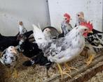Bonte leghorn haan (blauwbont) en broedeieren, Dieren en Toebehoren, Pluimvee, Mannelijk, Kip