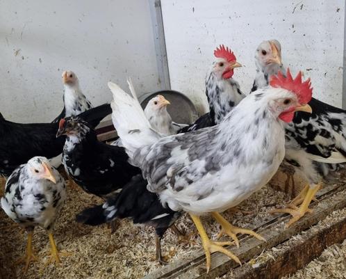 Bonte leghorn haan (blauwbont) en broedeieren, Dieren en Toebehoren, Pluimvee, Kip, Mannelijk