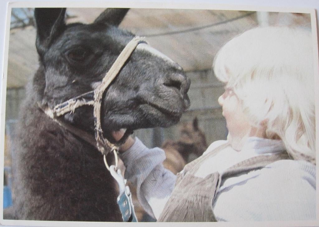 voor het kind - kind met dromedaris - 1982, Verzenden, 1980 tot heden, Ongelopen, Kinderen