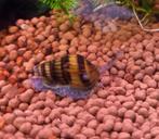 Helena slak etende slak, Dieren en Toebehoren, Slak of Weekdier