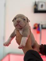 Prachtige american pocket bully pups met stamboom, Dieren en Toebehoren, Rabiës (hondsdolheid), 8 tot 15 weken, Bulldog, Meerdere