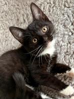 Europese korthaar x Ragdoll, Dieren en Toebehoren, Meerdere dieren, Kortharig, 0 tot 2 jaar