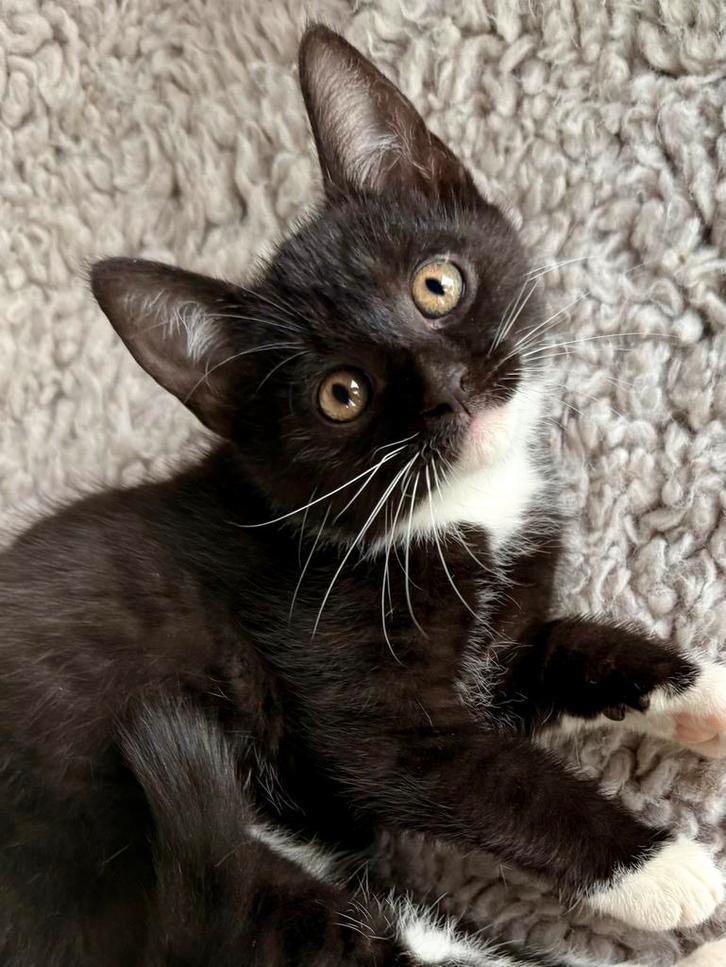 Europese korthaar x Ragdoll, Dieren en Toebehoren, Katten en Kittens | Overige Katten, Kortharig, Meerdere dieren, 0 tot 2 jaar