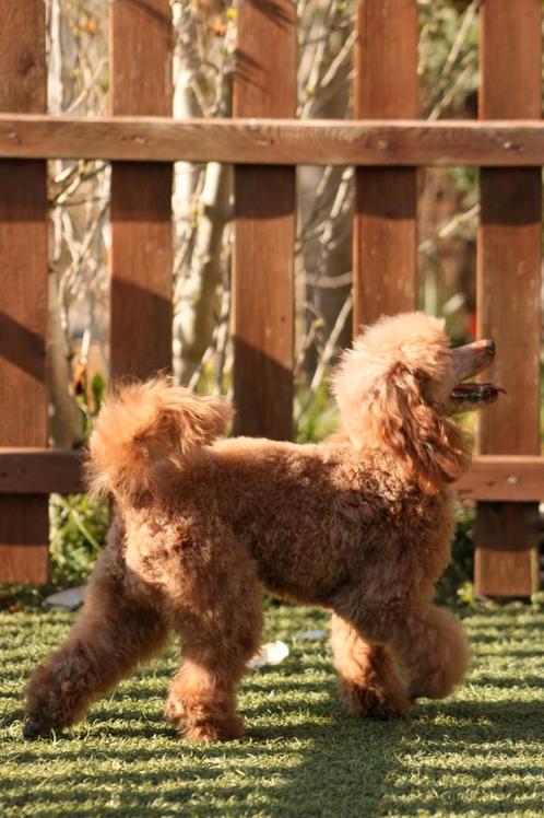 Toy poedel - FCI stamboom - GETEST, Dieren en Toebehoren, Honden | Chihuahua's en Gezelschapshonden, Teef, Poedel, Particulier