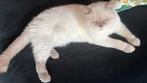 Britse korthaar dekkater, 0 tot 2 jaar