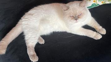 Britse korthaar dekkater beschikbaar voor biedingen