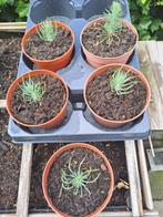 Pinus Pinea, Ophalen, In pot