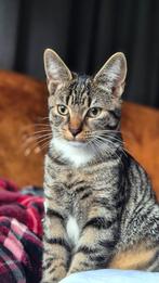 Kittens (zie omschrijving), Dieren en Toebehoren, Katten en Kittens | Overige Katten
