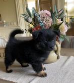 Lieve vrolijke Pomchi puppy’s , 1 reutje en 1 teefje, Overige rassen, 8 tot 15 weken, CDV (hondenziekte), Meerdere