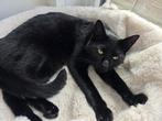 lieve schootkat, Dieren en Toebehoren, Katten en Kittens | Overige Katten, Kater, Kortharig, 0 tot 2 jaar