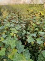 Hedera hibernica klimop 100cm, Ophalen, Overige soorten, 100 tot 250 cm