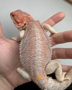 Baardagaam man jonkie, Dieren en Toebehoren, Hagedis, 0 tot 2 jaar