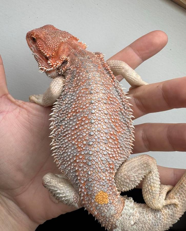 Baardagaam man jonkie, Dieren en Toebehoren, Reptielen en Amfibieën, Hagedis, 0 tot 2 jaar