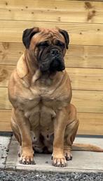 Bullmastiff Dames, Dieren en Toebehoren, Rabiës (hondsdolheid), Overige rassen, Teef, Meerdere