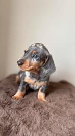 Prachtige Dwergteckels pup pups te koop, 8 tot 15 weken, Korthaar, Dwerg, Meerdere