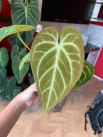 Anthurium Prachtige Kruising - Arnhem, Huis en Inrichting, Ophalen