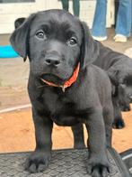Labrador pups met stamboom.., Rabiës (hondsdolheid), Meerdere, 8 tot 15 weken, Labrador retriever