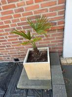 Palmboom met ceramische pot, Ophalen of Verzenden