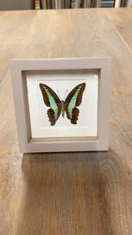 Vlinder graphium sarpedon opgezet in 3D lijst taxidermie, Ophalen of Verzenden, Nieuw, Insect, Opgezet dier