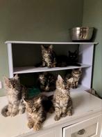 Prachtige XXL maine coon kittens met stamboom, Dieren en Toebehoren, Meerdere dieren