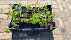 Geranium 'Rozanne', Tuin en Terras, Ophalen, Zomer, Bodembedekkers