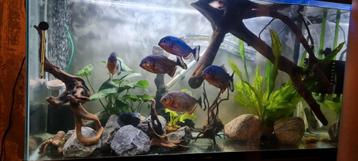 Roodbuik piranha's 6 stuks rond de 15 cm beschikbaar voor biedingen