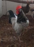 Mooie jonge haan, Dieren en Toebehoren, Mannelijk, Kip