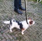 2 super muizen / rattenvangers JACK RUSSELTJES herplaatsers, Jack Russell Terriër, CDV (hondenziekte), Meerdere, Meerdere dieren
